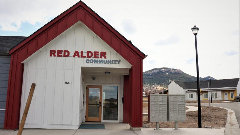 Red Alder